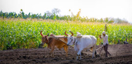 Tendências do Setor Agropecuário