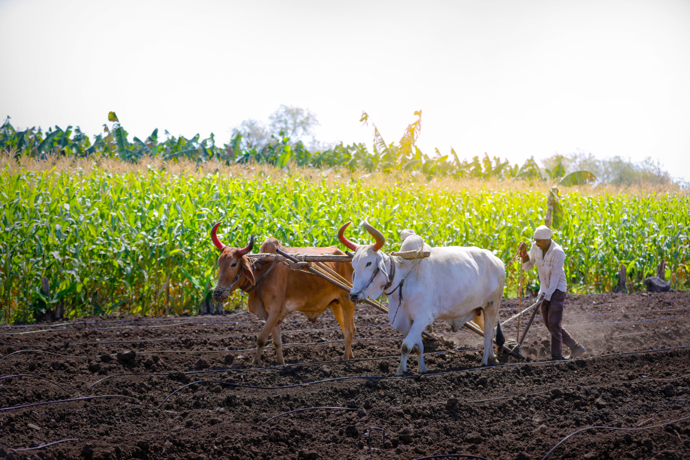 Tendências do Setor Agropecuário